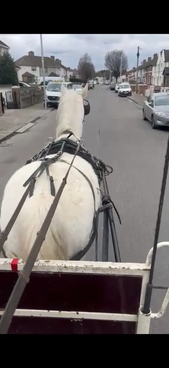 8yr Old, 15.1hh Driving Mare - Image 2