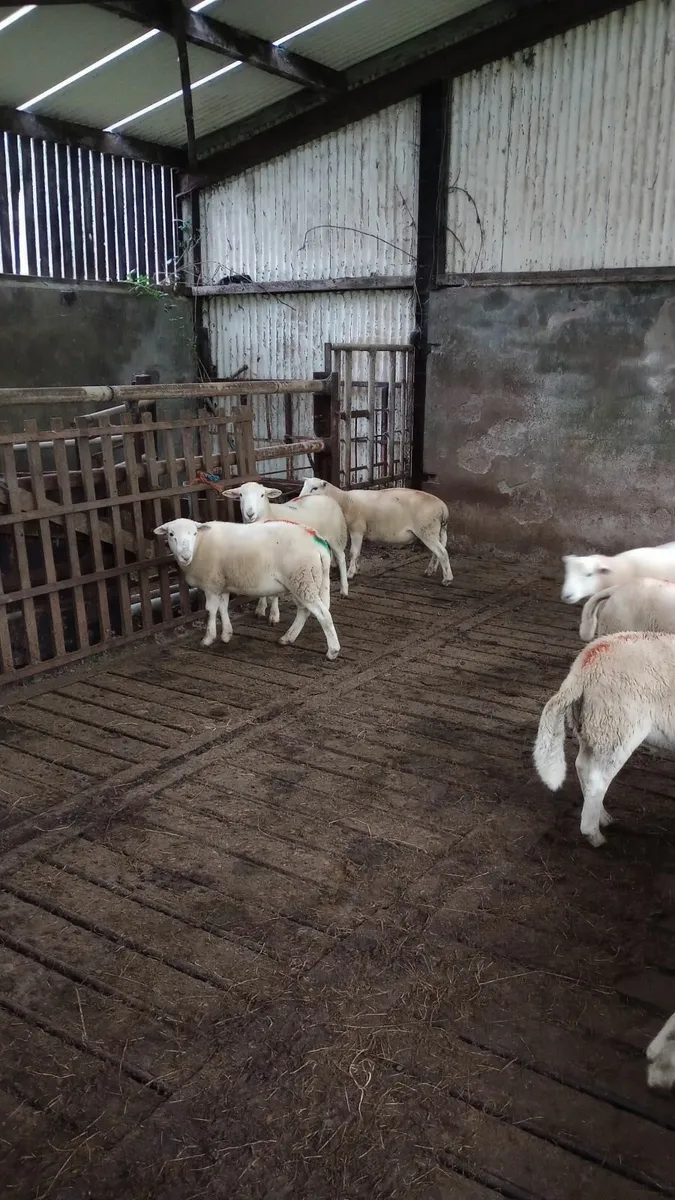 Easy Care ram lamb - Image 2