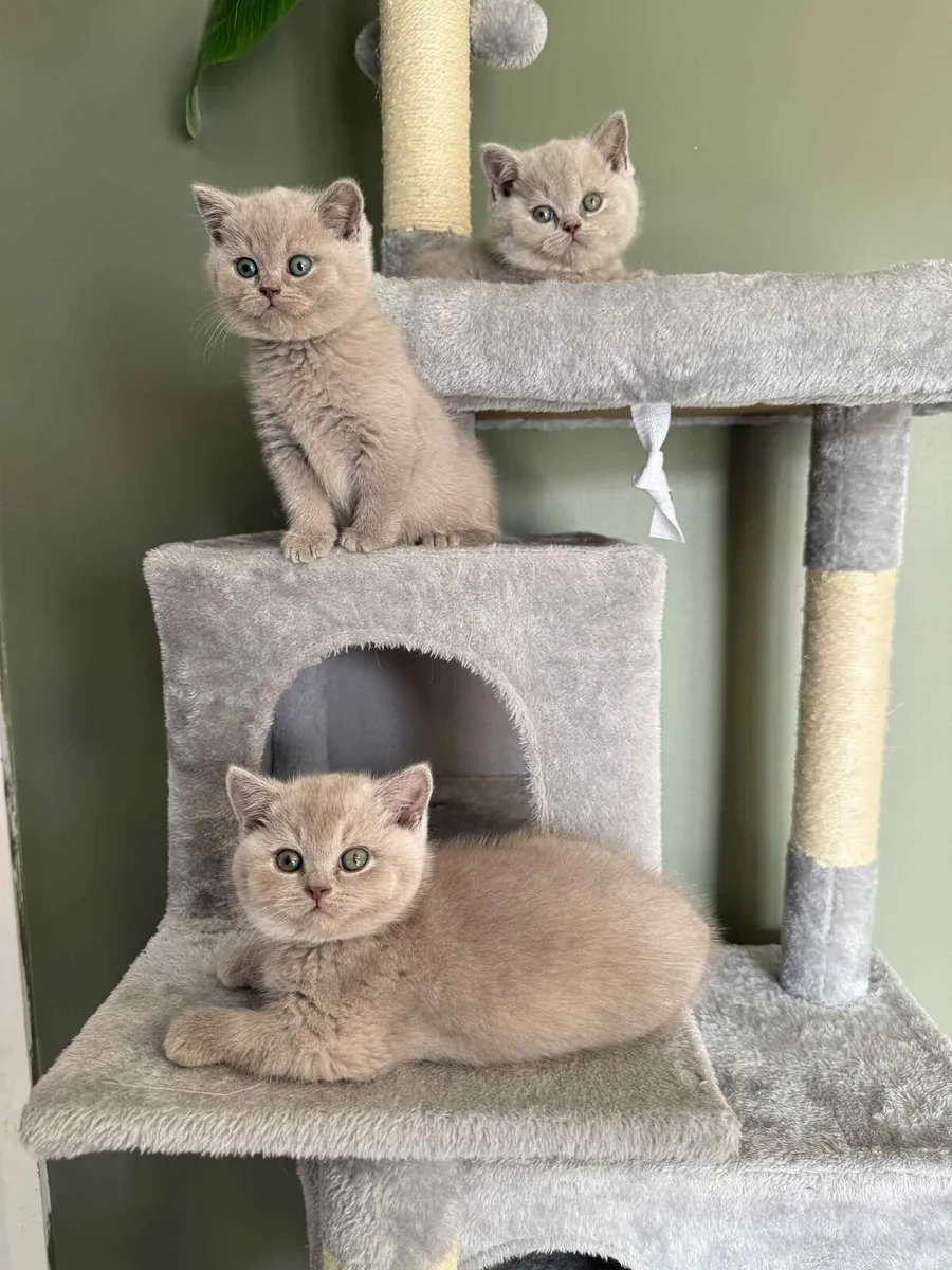British shorthair kittens - Image 1