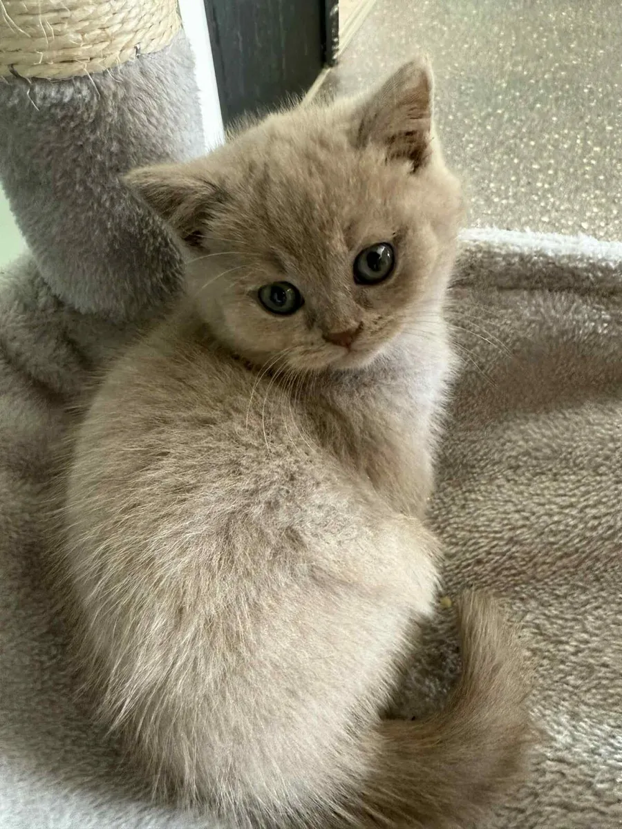 British shorthair kittens - Image 2