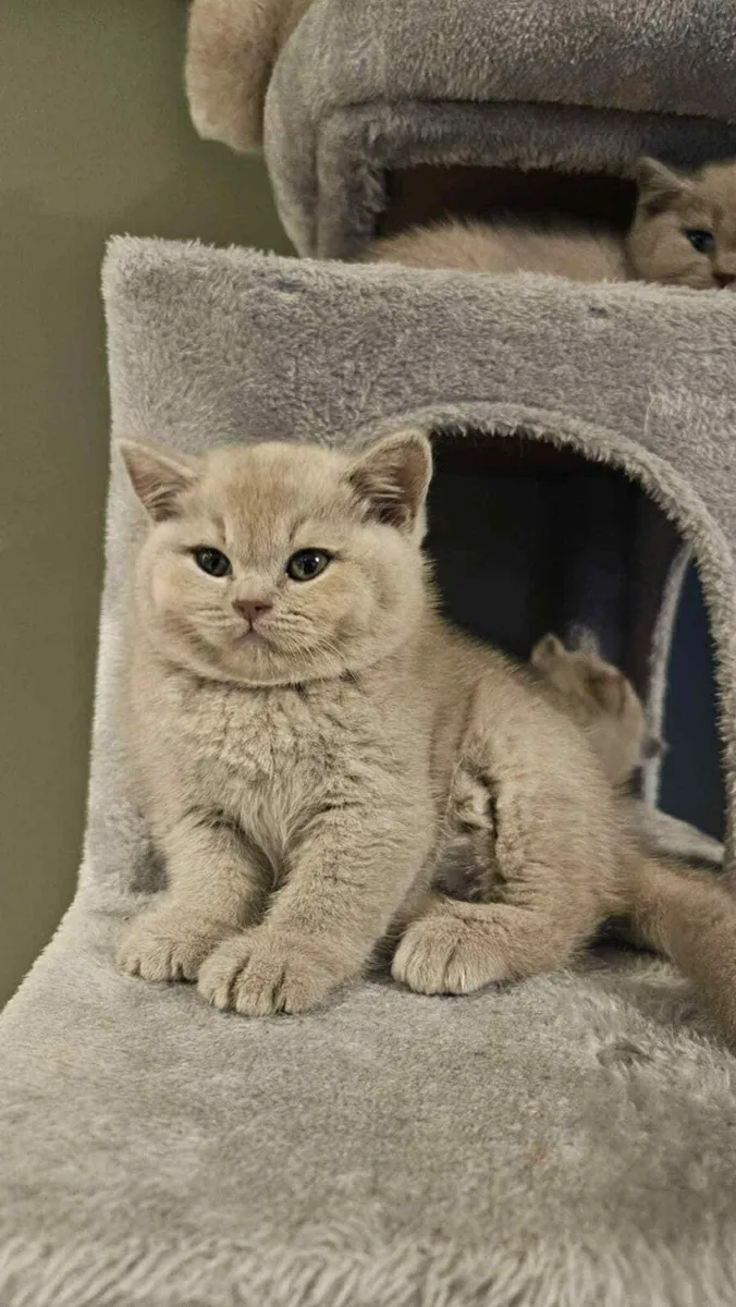 British shorthair kittens - Image 3