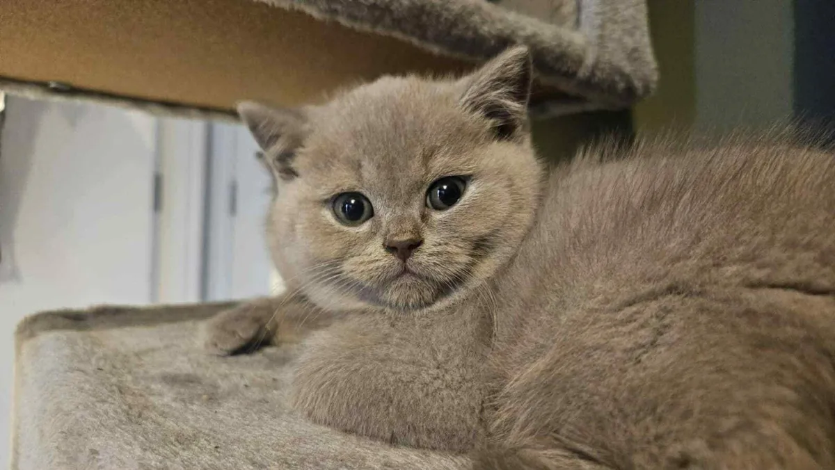 British shorthair kittens - Image 4