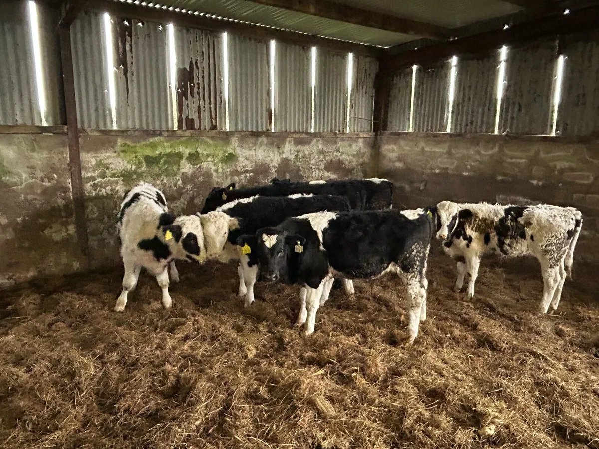 6 quality friesian weanlings - Image 2