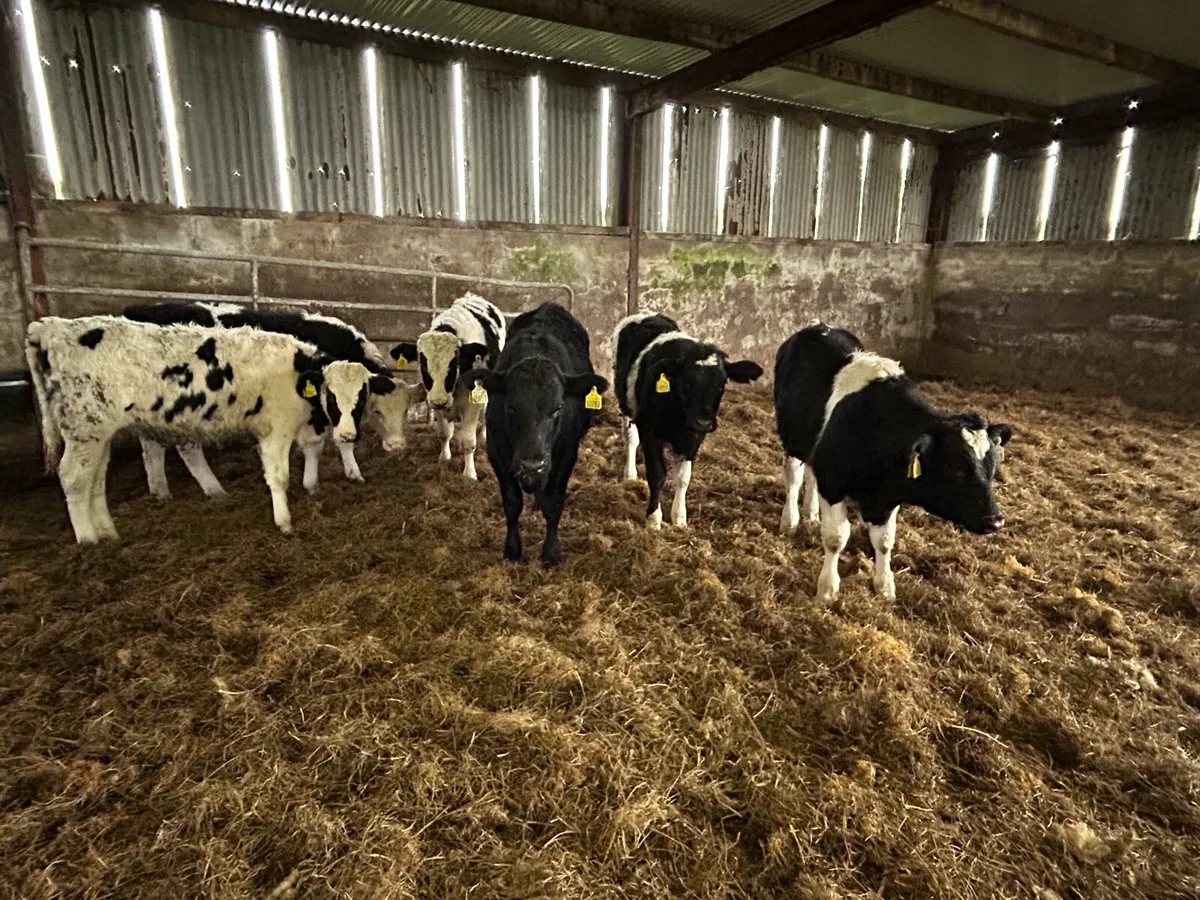 6 quality friesian weanlings - Image 3