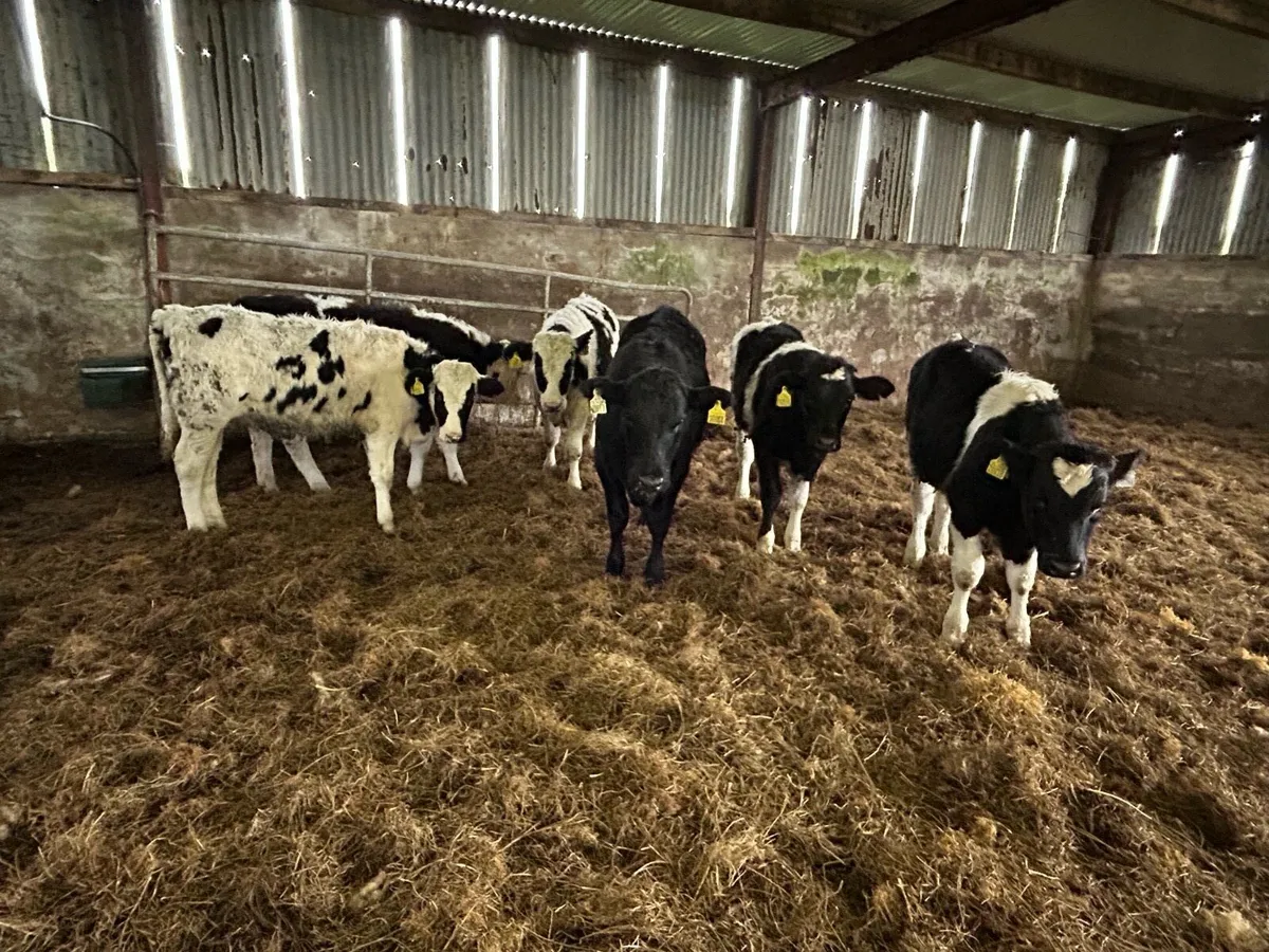 6 quality friesian weanlings - Image 4