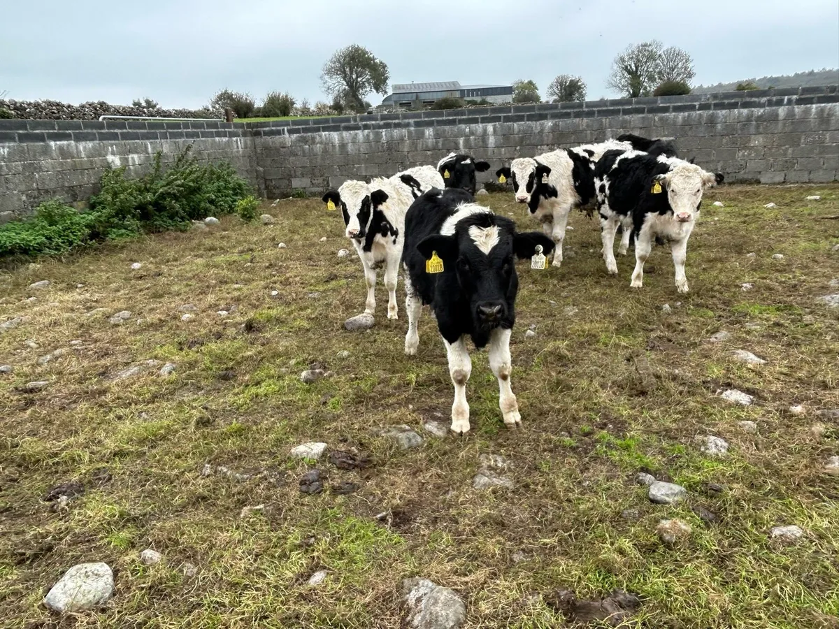 6 quality friesian weanlings - Image 1