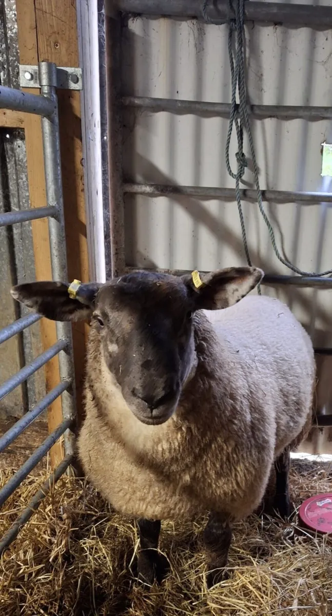 Suftex Ram Lamb