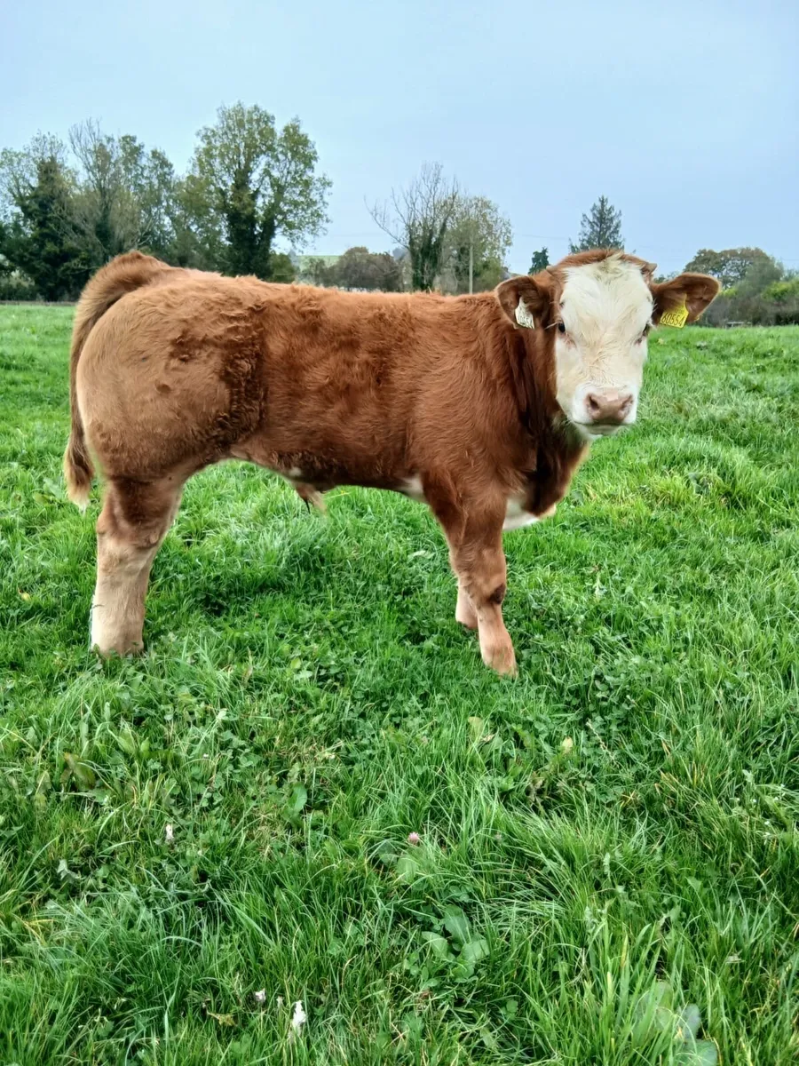 Organic Weanling bulls - Image 1