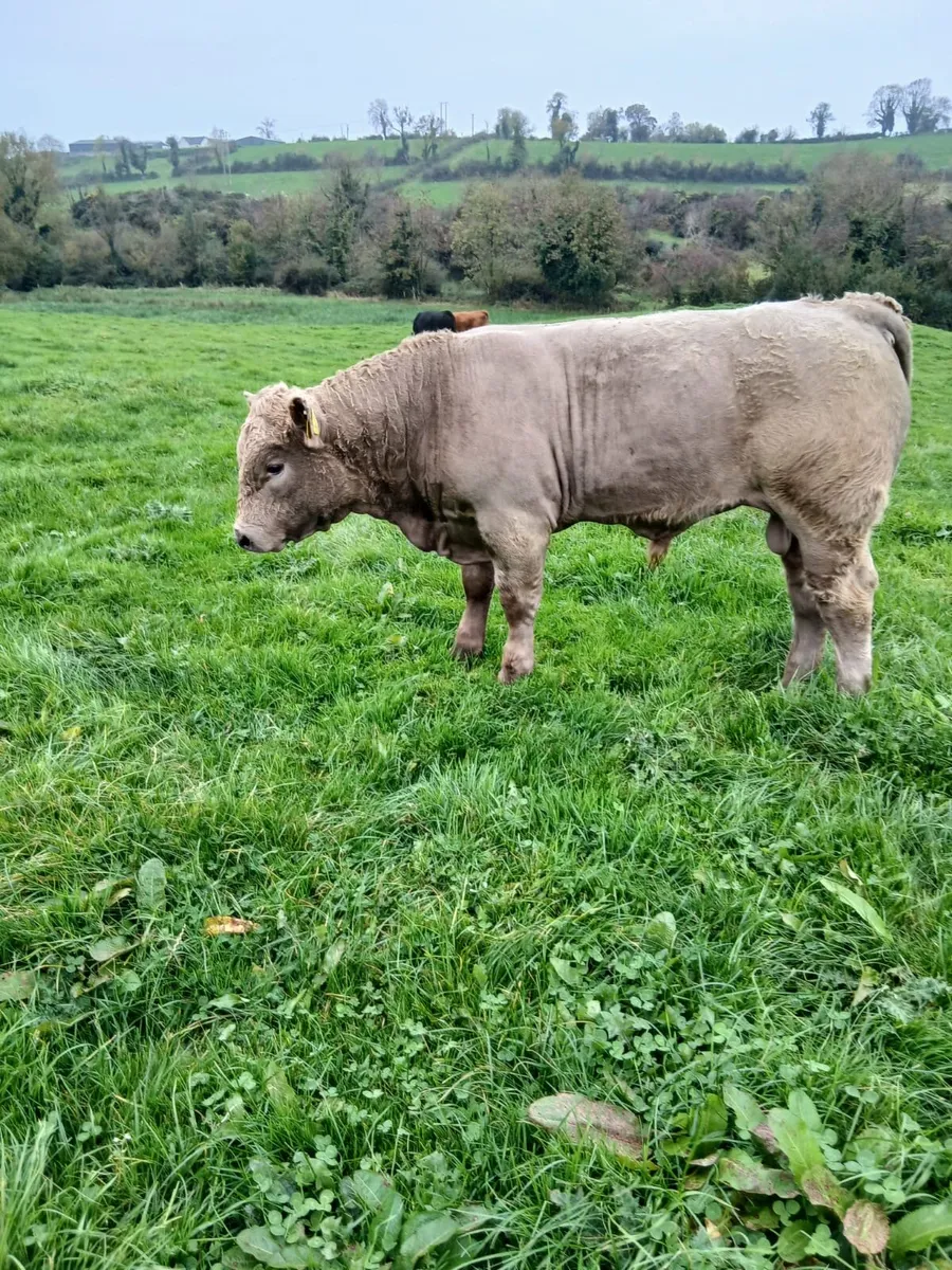 Organic Weanling bulls - Image 2