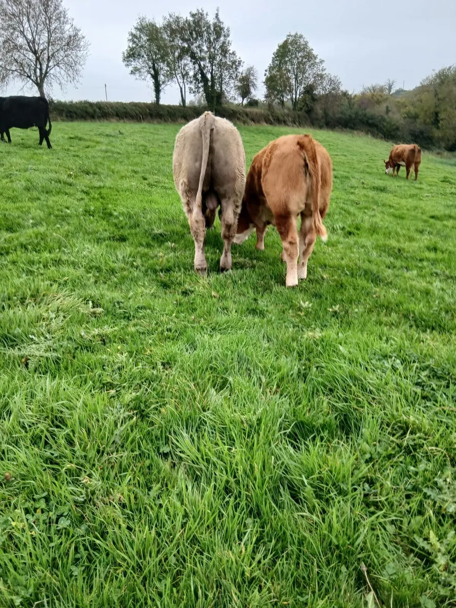Organic Weanling bulls - Image 3