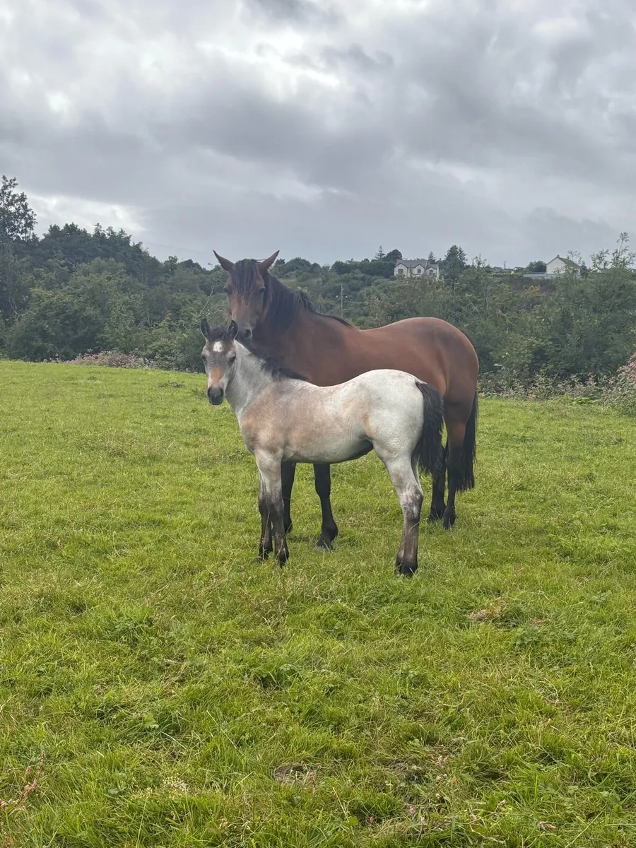 Connemara Foals - Image 1