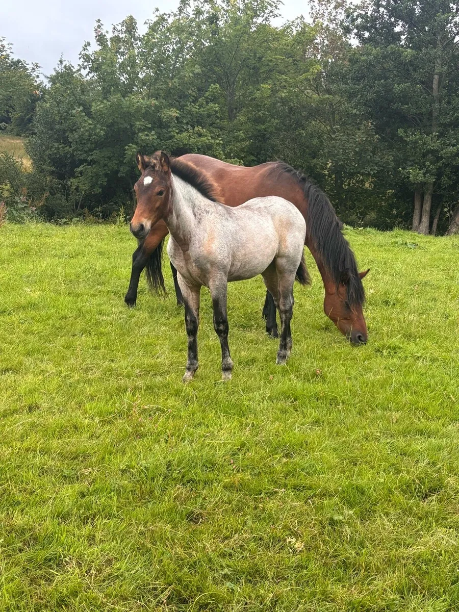 Connemara Foals - Image 2