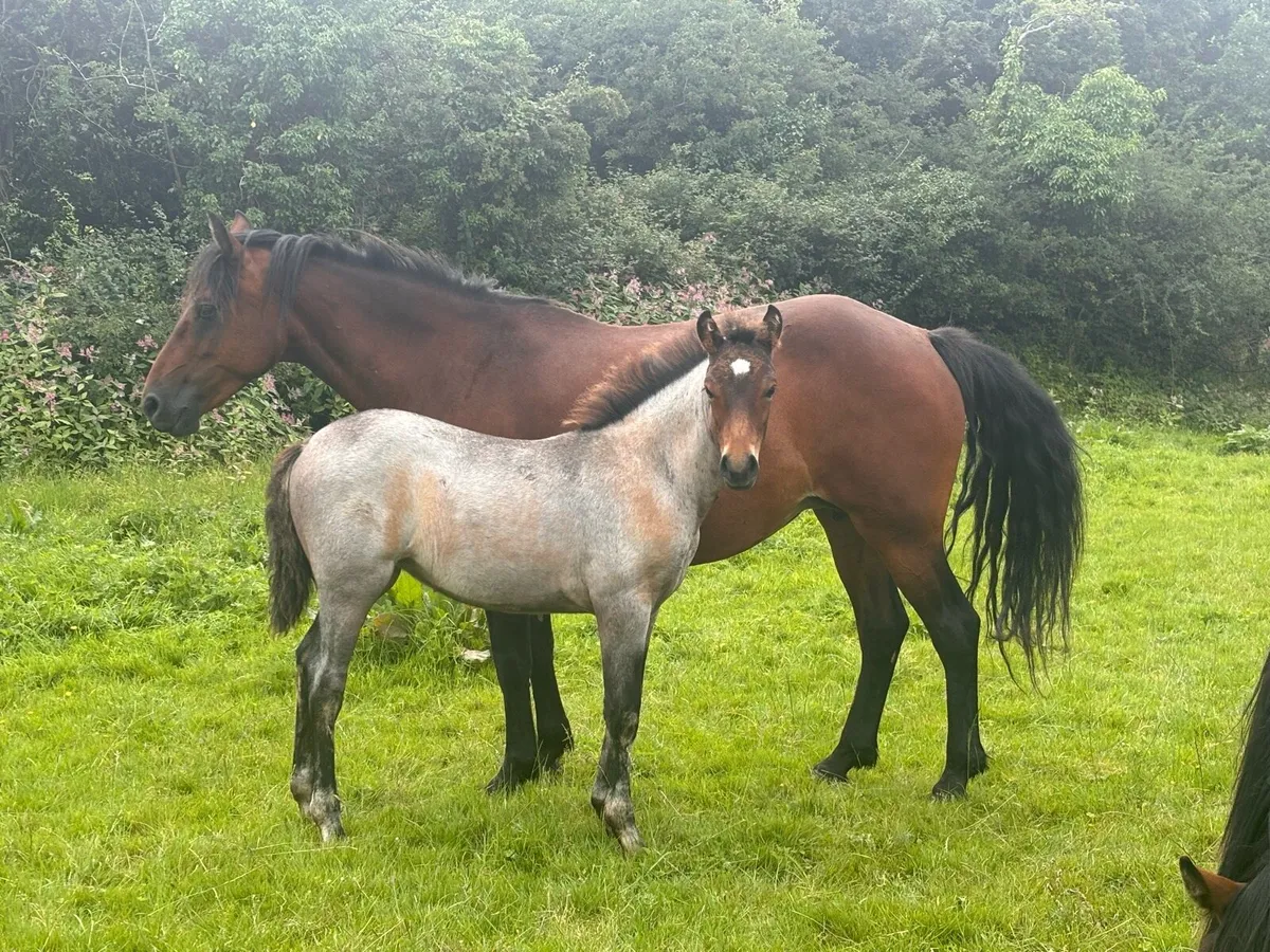 Connemara Foals - Image 3