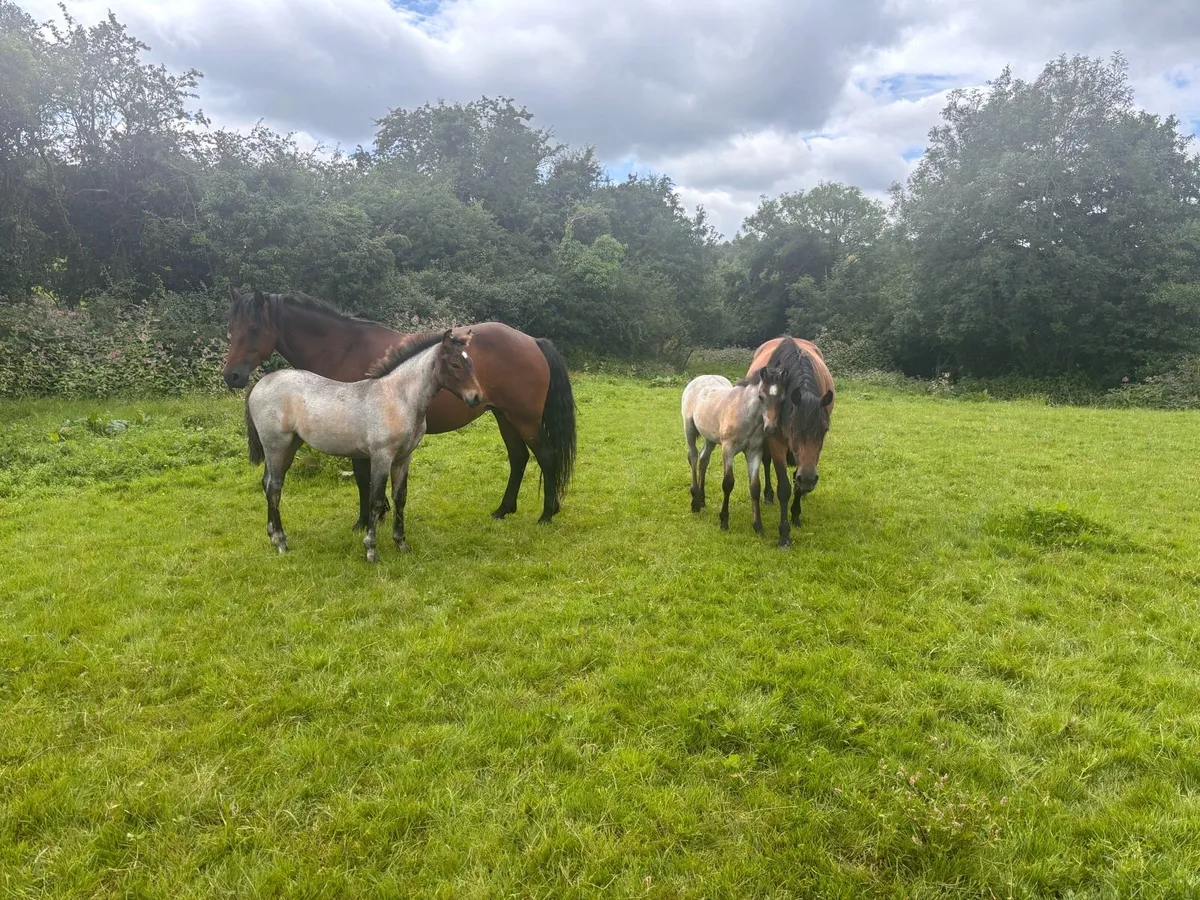Connemara Foals - Image 4