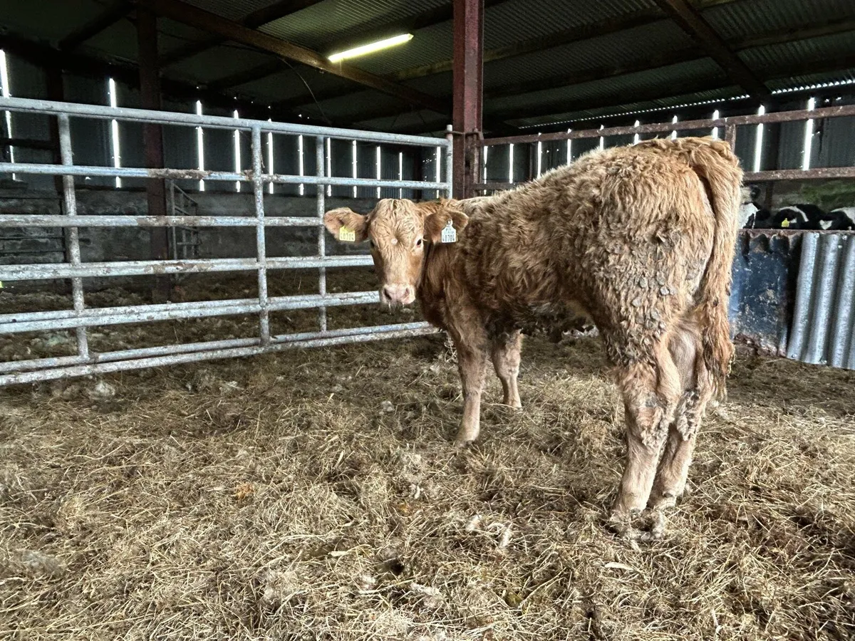 Limousin heifer weanling - Image 2