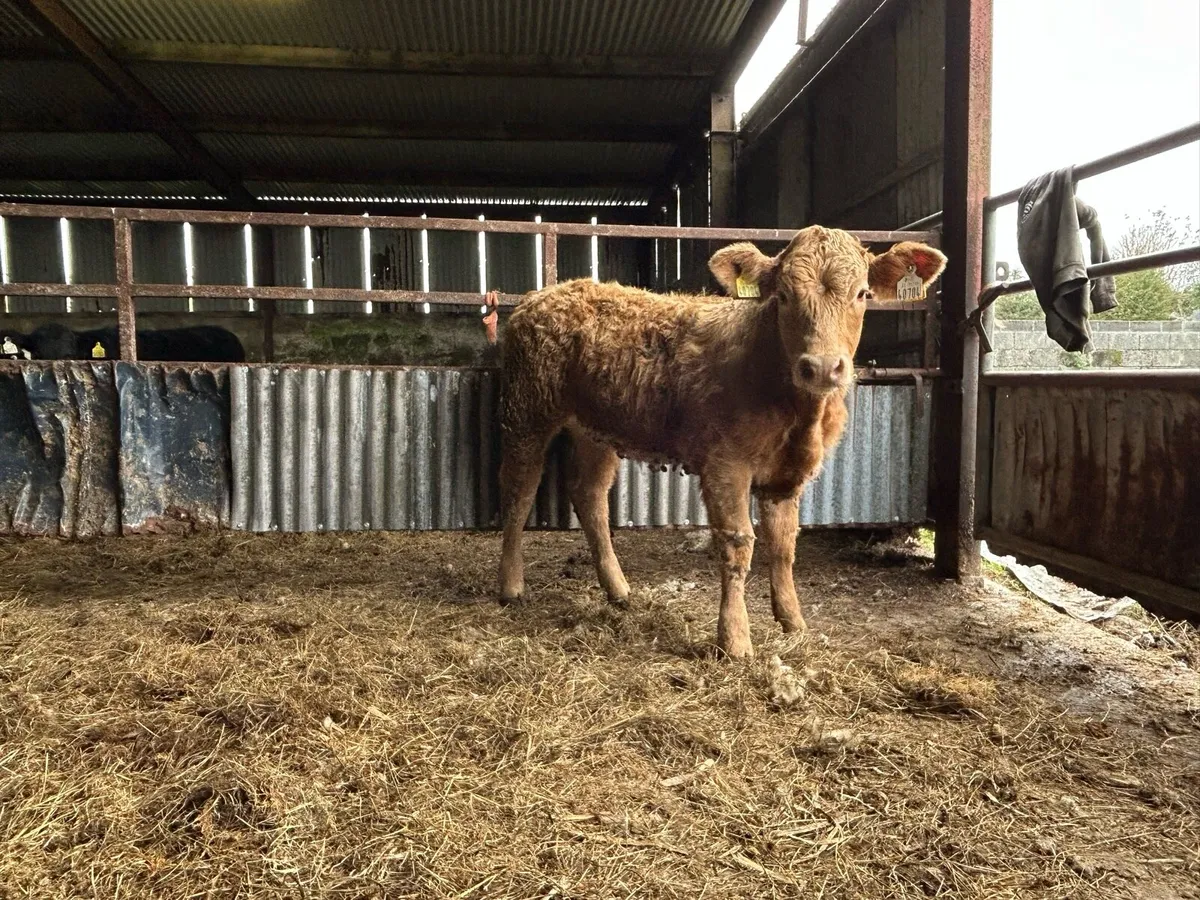 Limousin heifer weanling - Image 1