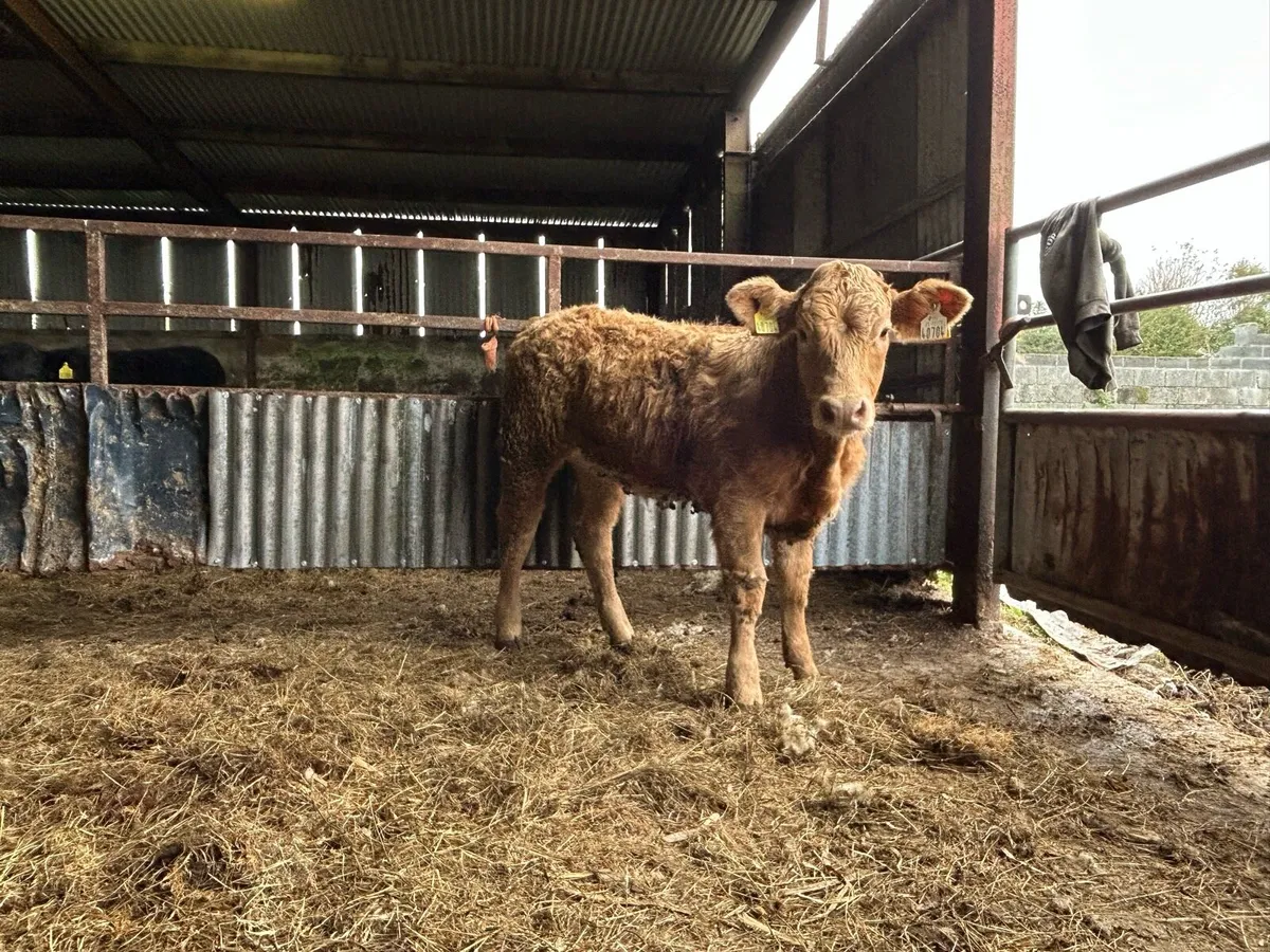Limousin heifer weanling - Image 3
