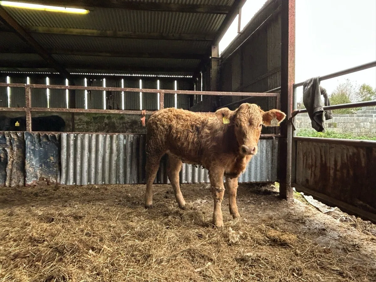 Limousin heifer weanling - Image 4