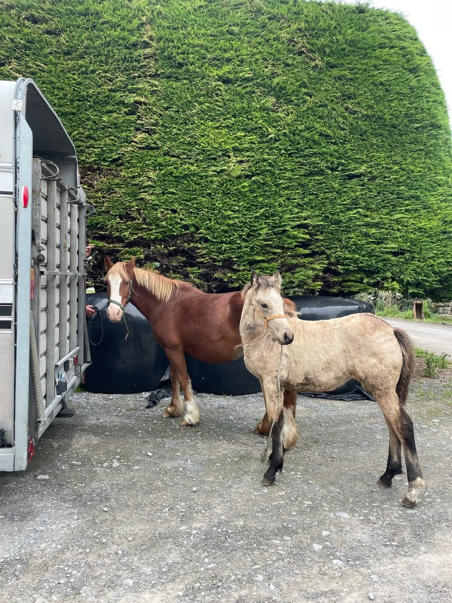 Mare & Foal for sale - Image 1