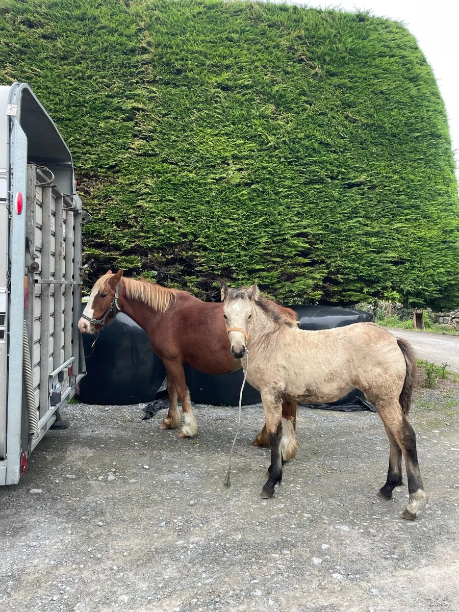 Mare & Foal for sale - Image 2