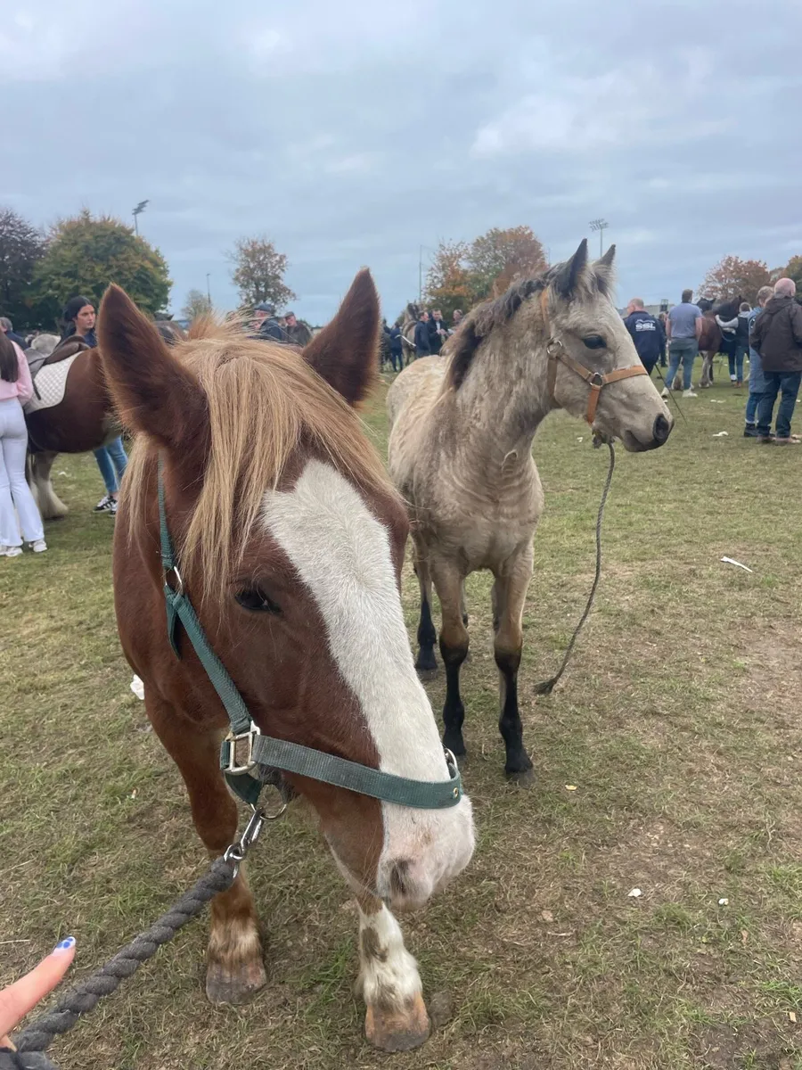 Mare & Foal for sale - Image 3