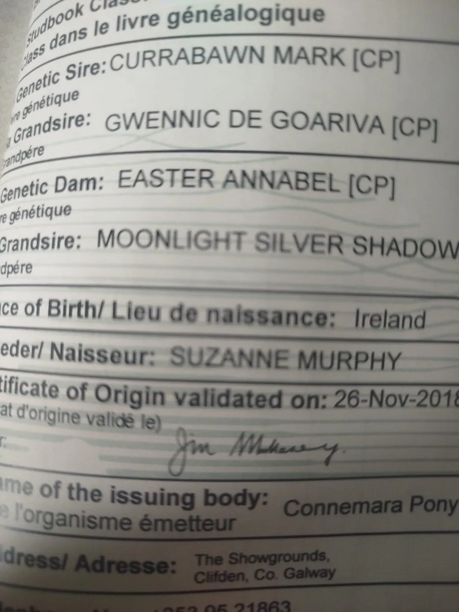Mare & Foal for sale - Image 4
