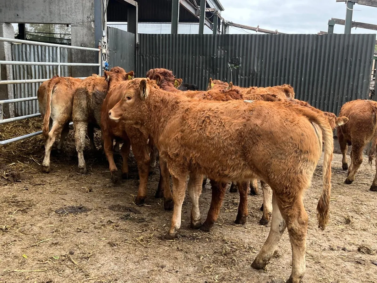 12 super  red limosin heifers - Image 1