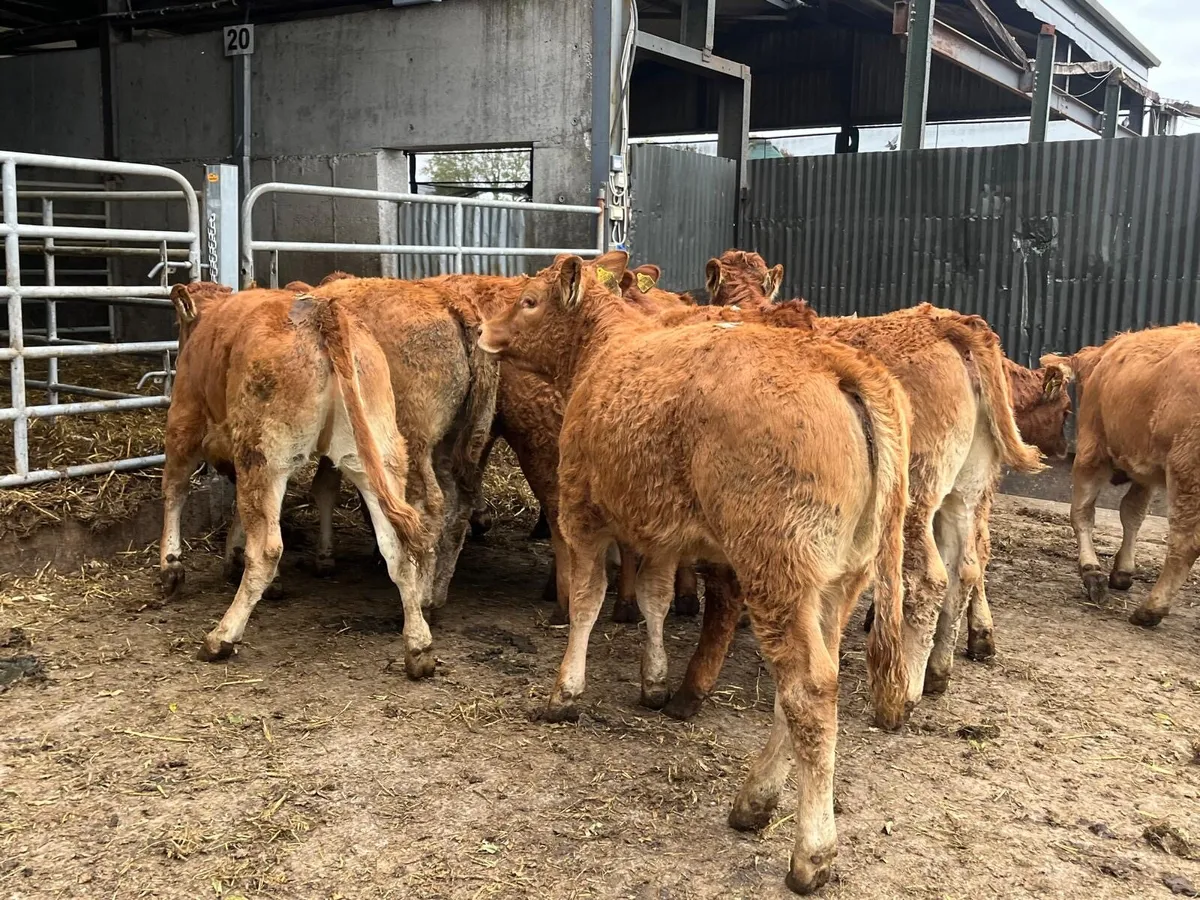 12 super  red limosin heifers - Image 2