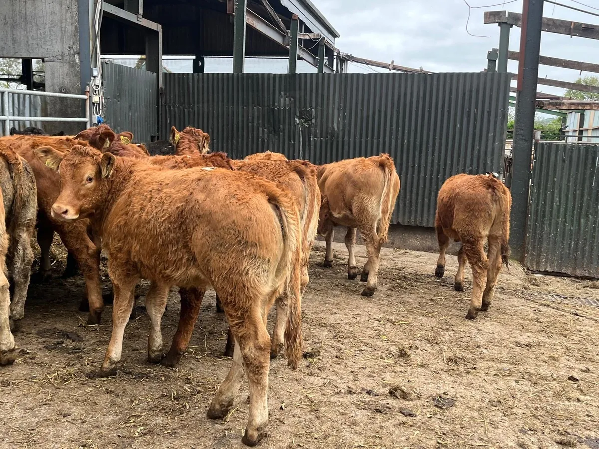 12 super  red limosin heifers - Image 3
