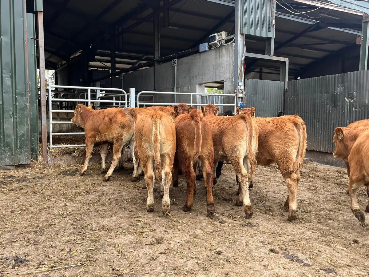 12 super  red limosin heifers - Image 4