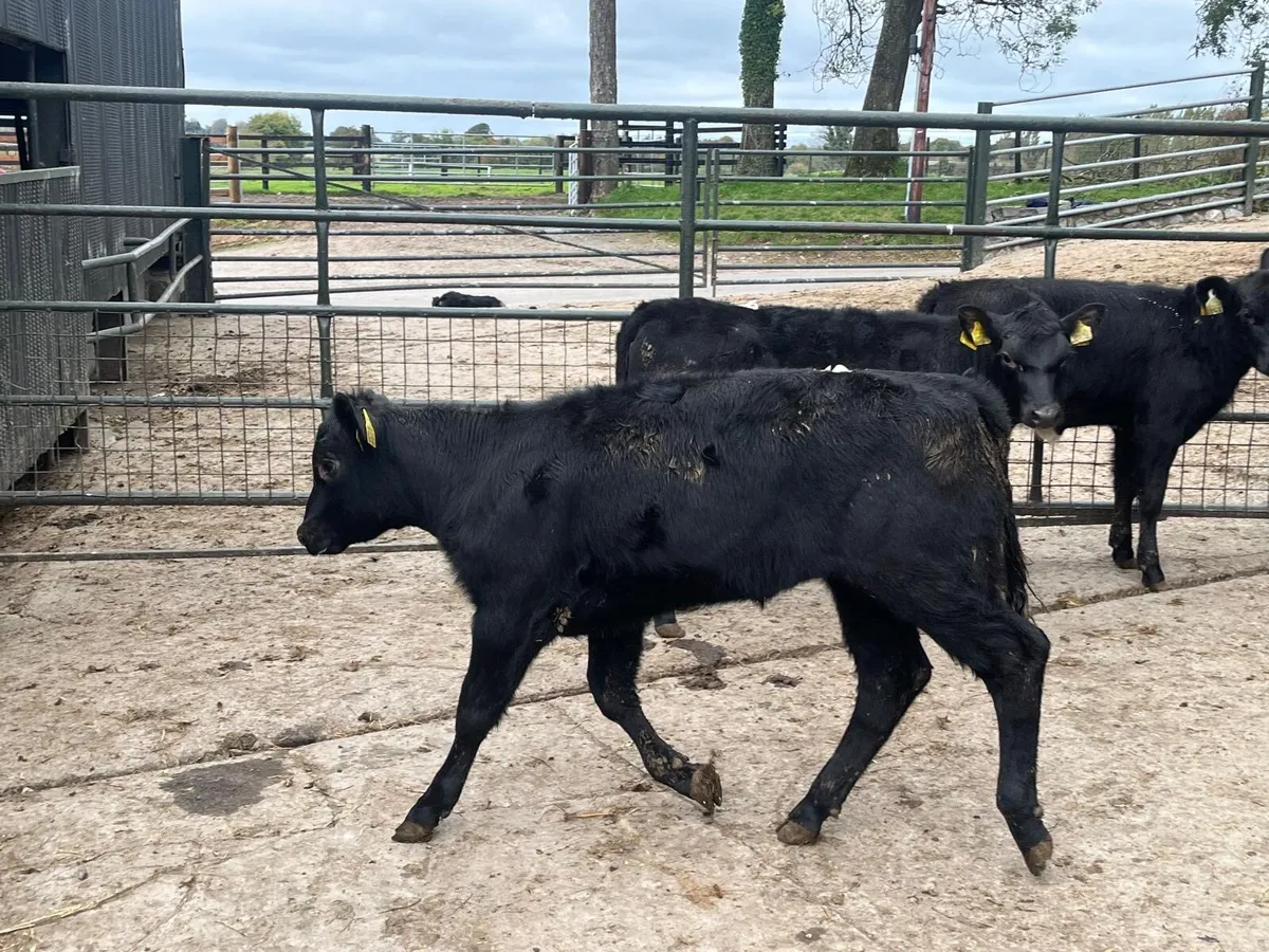 3 super  Angus heifer weanlings - Image 1