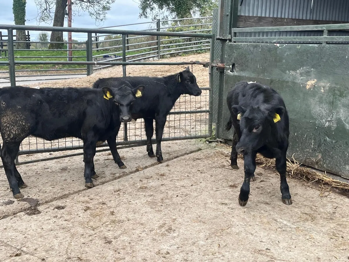 3 super  Angus heifer weanlings - Image 2