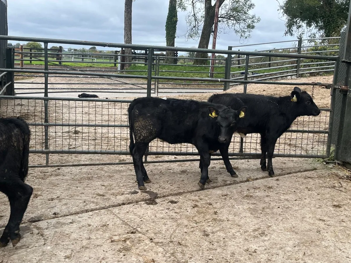 3 super  Angus heifer weanlings - Image 3