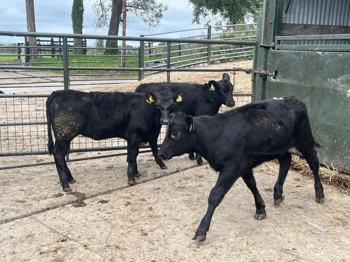 3 super  Angus heifer weanlings - Image 4