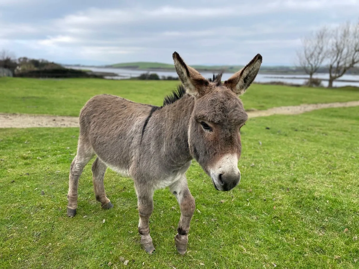 Miniature Donkey for stud - Image 1