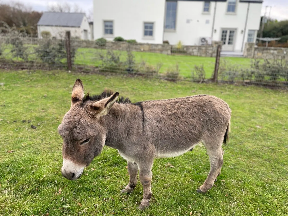 Miniature Donkey for stud - Image 2