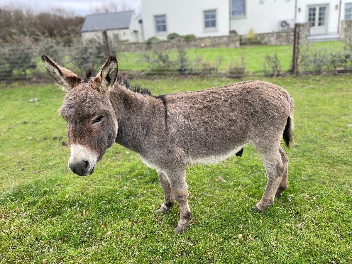 Miniature Donkey for stud - Image 3