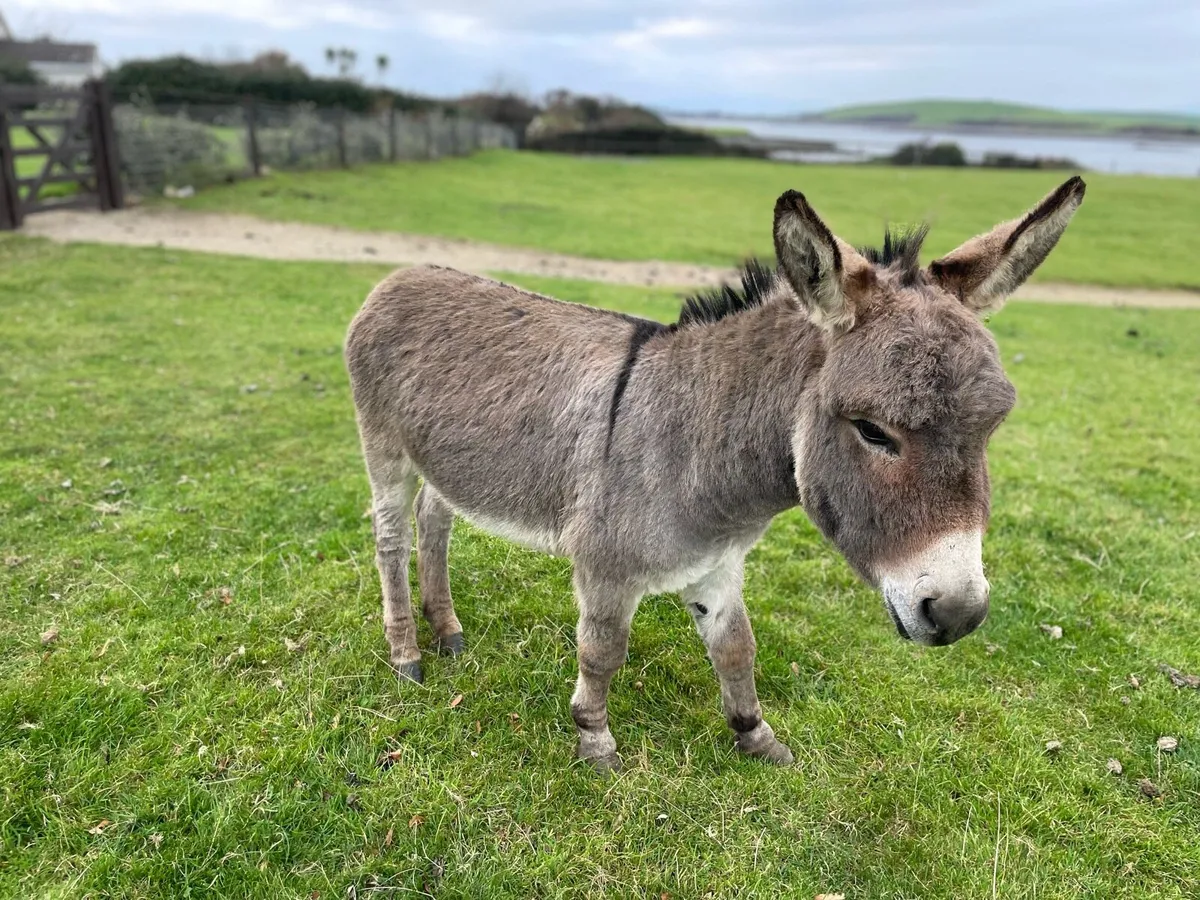 Miniature Donkey for stud - Image 4
