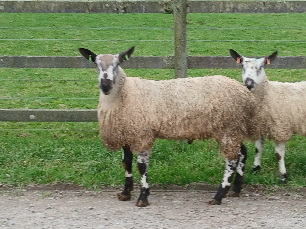 Bluefaced lecister ram lambs - Image 2