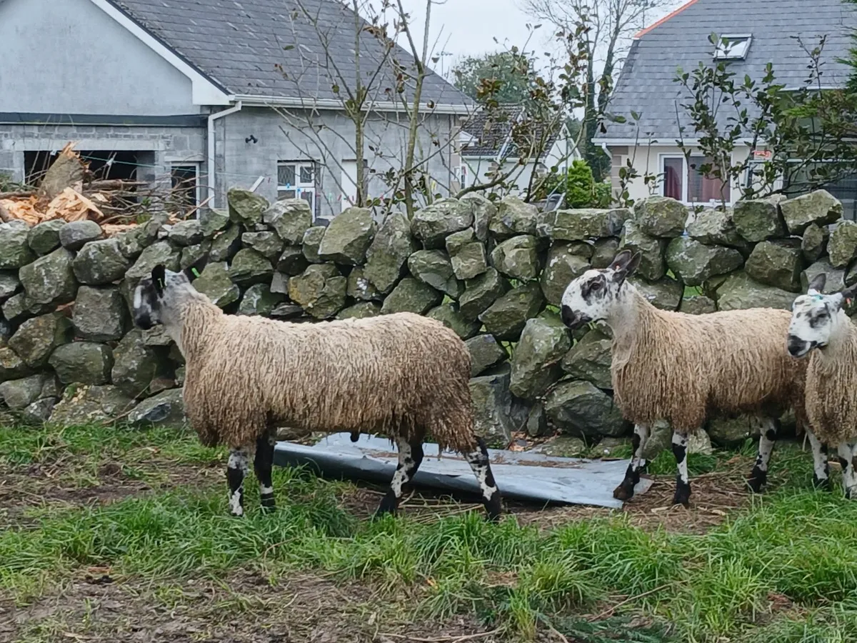Bluefaced lecister ram lambs - Image 3