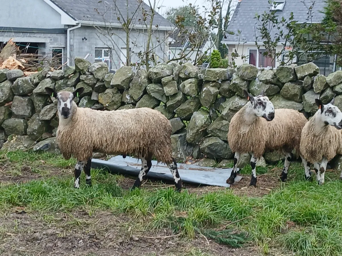 Bluefaced lecister ram lambs - Image 4
