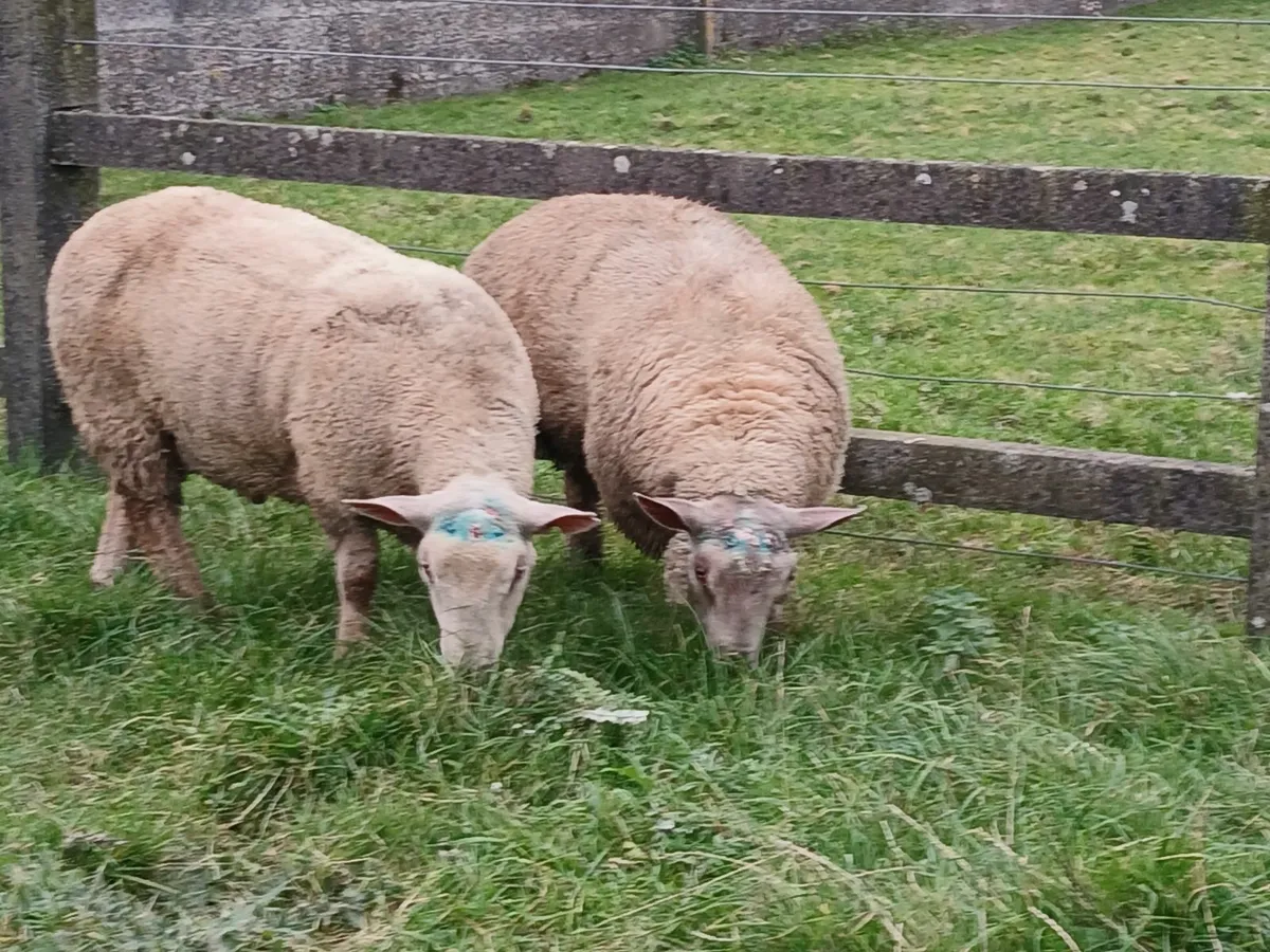Charollais Ram lambs - Image 1