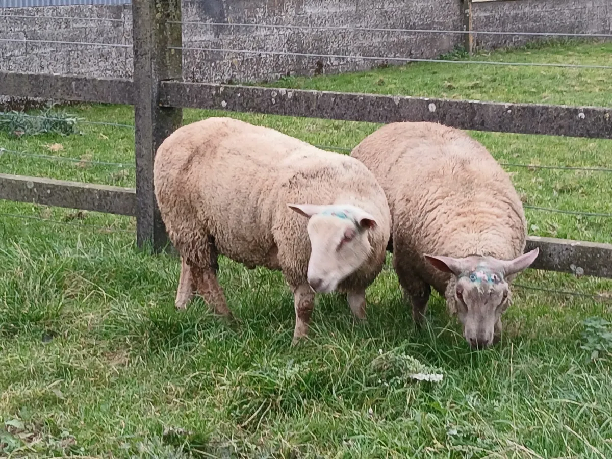 Charollais Ram lambs - Image 2