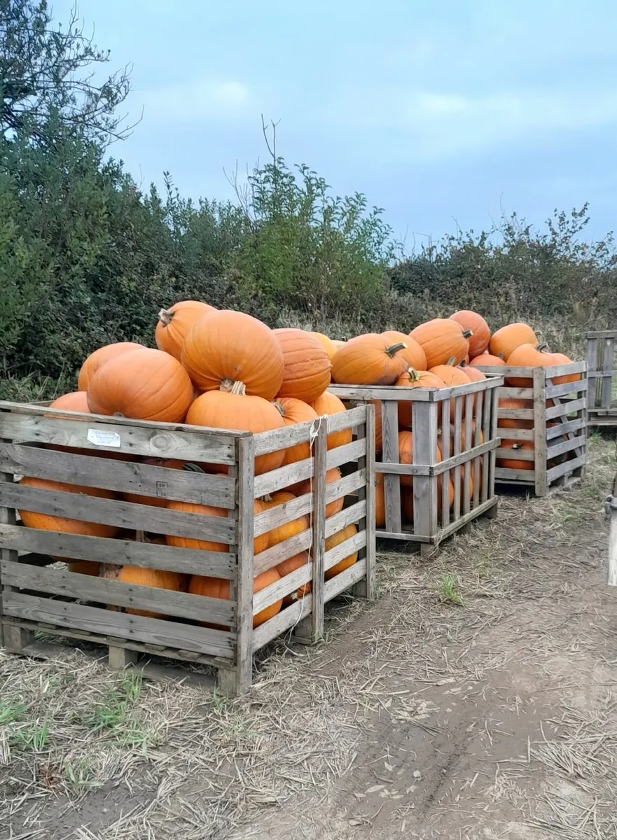 PUMPKINS 🎃  FOR SALE - Image 4