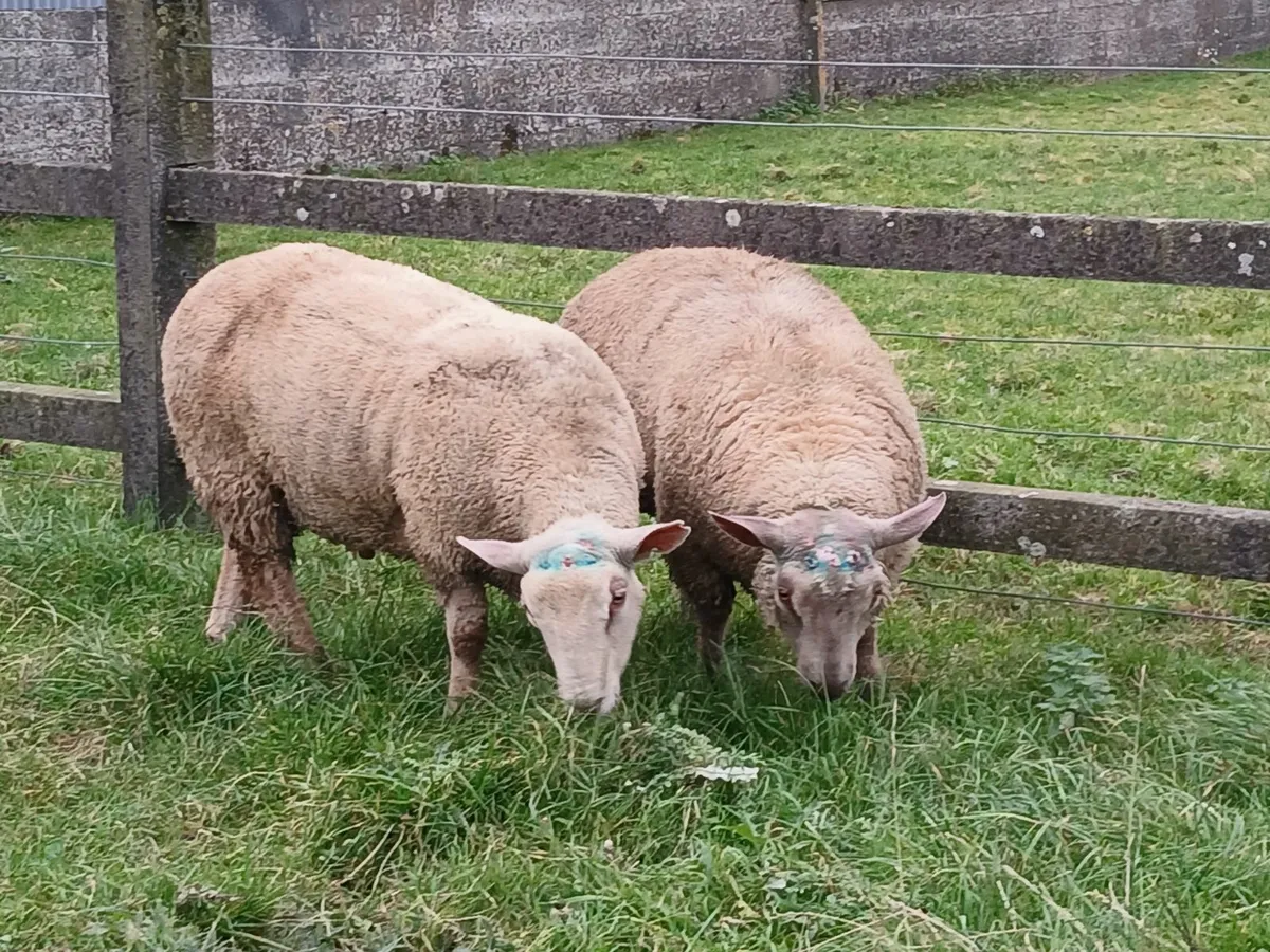 Charollais Ram lambs - Image 3