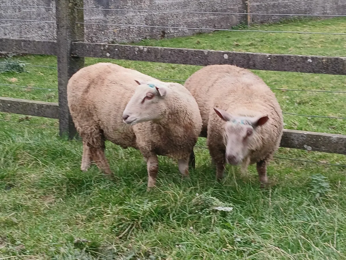 Charollais Ram lambs - Image 4