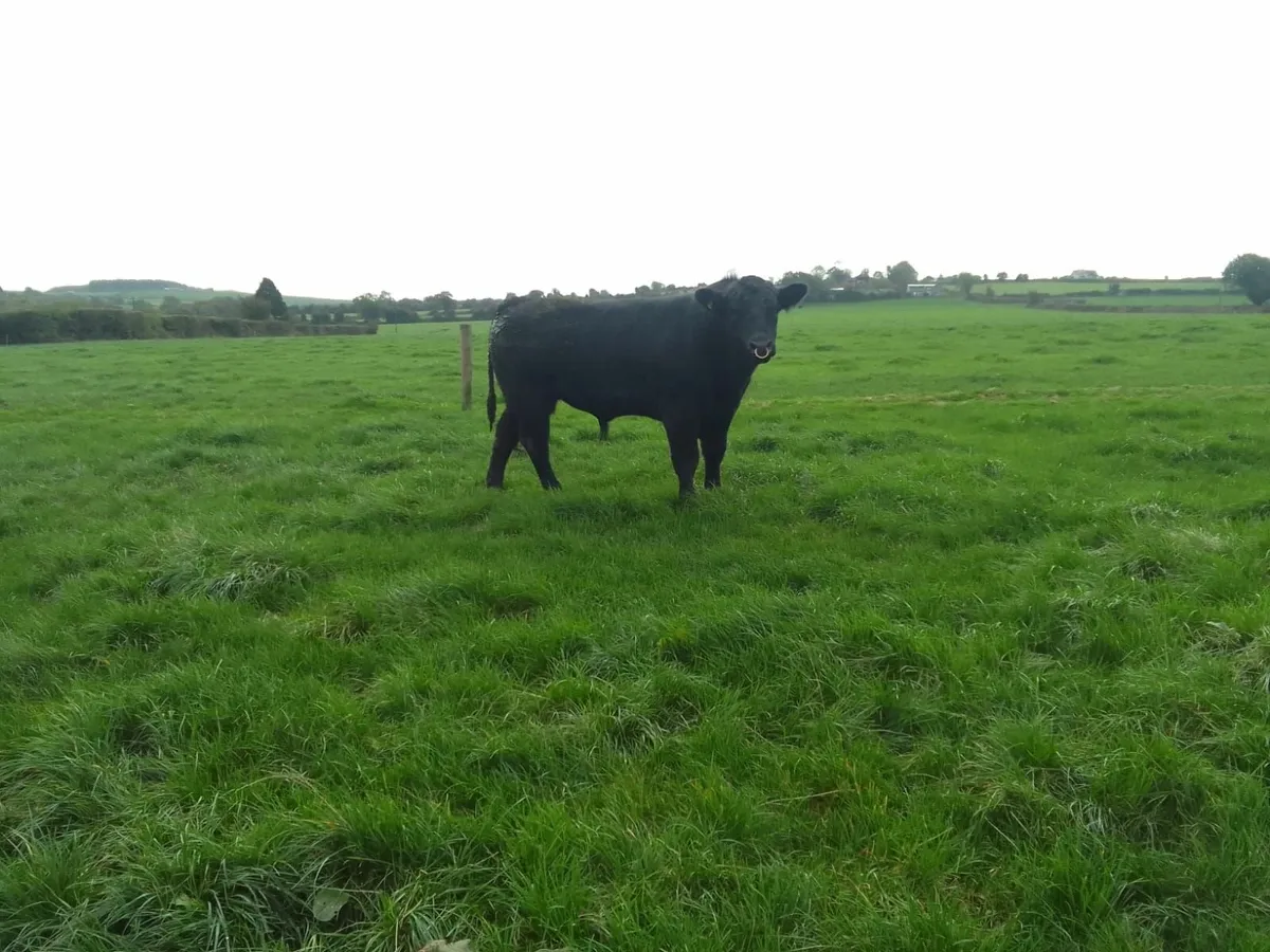 Angus bulls - Image 2