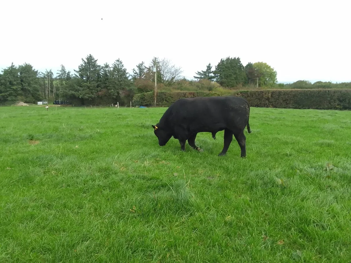 Angus bulls - Image 3