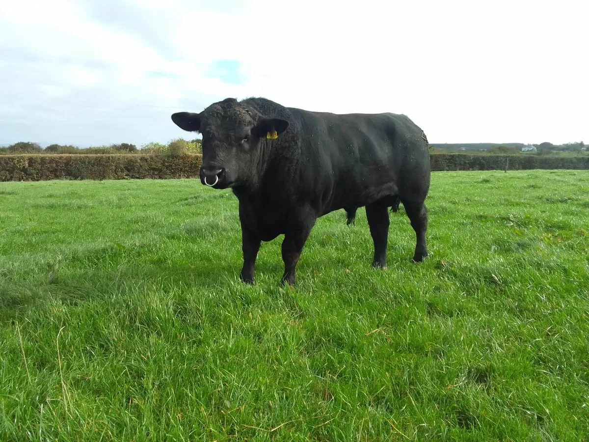 Angus bulls - Image 4
