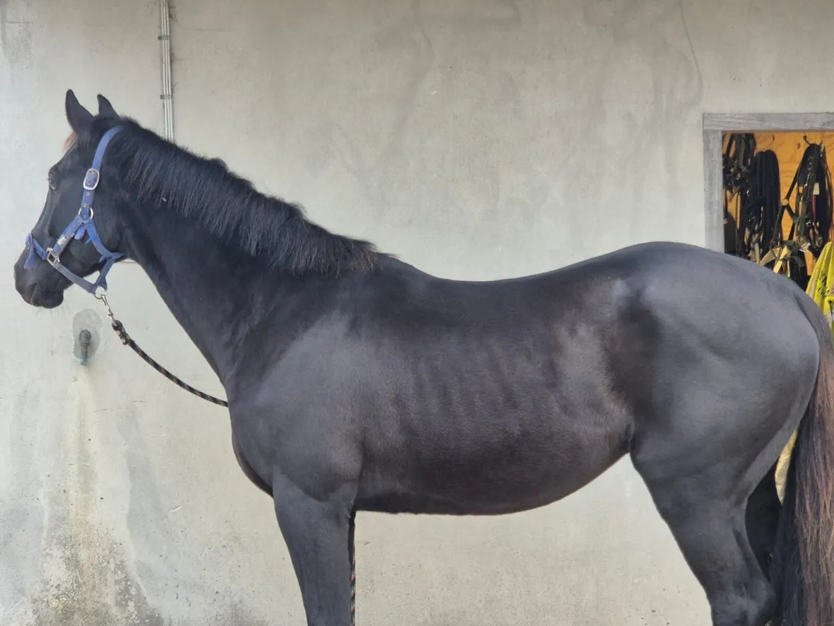 Beautiful 3Yr old Gelding for sale - Image 1
